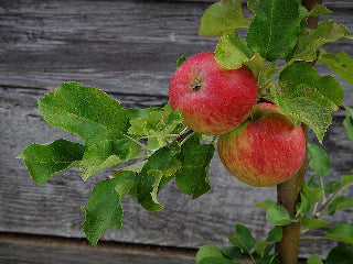Strawberry Parfait heirloom apple tree for sale