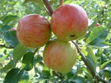 Summer Rose heirloom apple trees