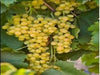 muscat of alexandria grape vine