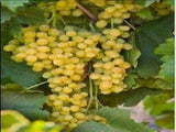 muscat of alexandria grape vine