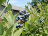 Sunshine Blueberry bush