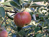 Suntan heirloom apple tree for sale