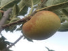 Sweet Delicious heirloom apple tree for sale