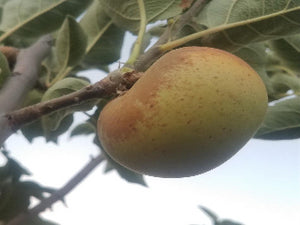 Sweet Delicious heirloom apple tree for sale