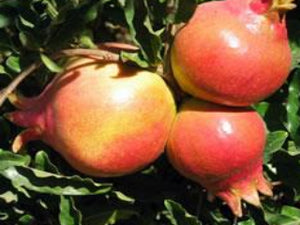 Sweet Pomegranate bush for sale