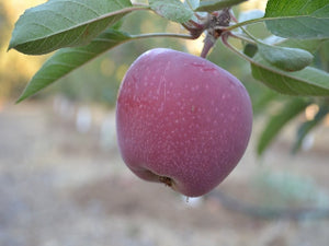 Sweet Sixteen (Sweet 16) heirloom apple tree for sale