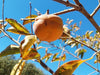 Tamopan Persimmon tree