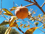 Tamopan Persimmon tree