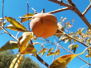 Tamopan Persimmon tree