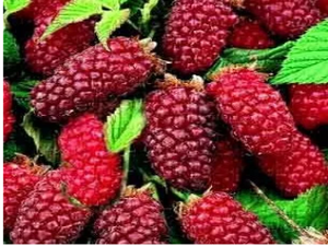 Tayberries canes for sale