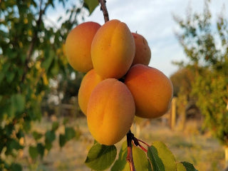 Tilton heirloom apricot tree