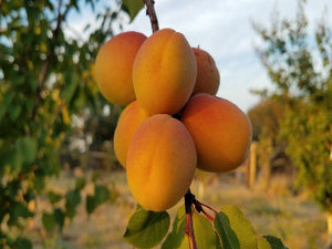 Tilton heirloom apricot tree