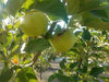 Tolman Sweet organic heirloom apple tree