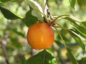 Transcendent Crabapple tree for sale