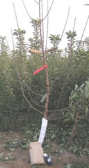 Tree Starter Kit tree guard certified organic compost 