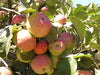 Tremblett's Bitter hard cider heirloom apple tree