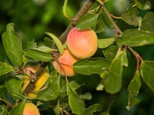 White Ume Apricot tree for sale