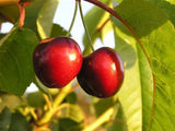 Utah Giant Cherry tree