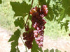 Vanessa Grape vines