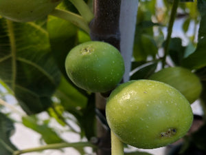 Verte Fig Tree