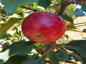 Victoria Limbertwig heirloom apple tree