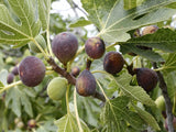 Violette de Bordeaux fig tree for sale