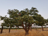 Carpathian Walnut tree