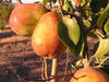 Warren fireblight resistant pear tree for sale