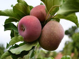 Westfield Seek-no-Further heirloom apple tree