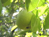 White Doyenne organic heirloom  pear tree