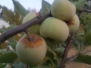 White Limbertwig organic heirloom apple tree