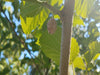 White Mulberry (Morus alba) tree