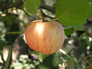 Whitney Crabapple tree for sale