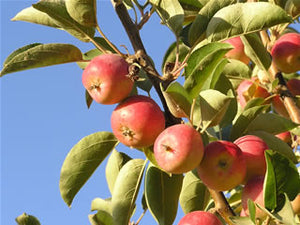 Wickson organic heirloom apple trees