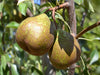 Winter Nelis heirloom pear trees