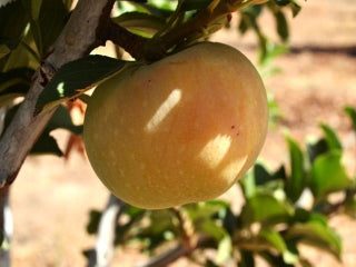 Winterstein organic heirloom apple trees