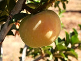 Winterstein organic heirloom apple trees