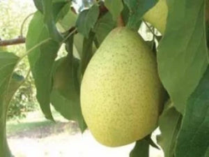Ya Li heirloom pear tree